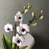 White & Violet Bicolor Dendrobium Orchids - Orchids - Luxe Florist - - Eat Cake Today - Birthday Cake Delivery - KL/PJ/Malaysia