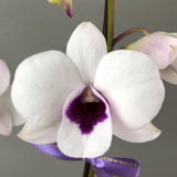 White & Violet Bicolor Dendrobium Orchids - Orchids - Luxe Florist - - Eat Cake Today - Birthday Cake Delivery - KL/PJ/Malaysia