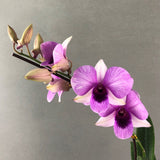 White with Purple Lip Dendrobium Orchids - Orchids - Luxe Florist - - Eat Cake Today - Birthday Cake Delivery - KL/PJ/Malaysia