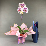 White with Purple Spots Phalaenopsis Orchids - Orchids - Luxe Florist - - Eat Cake Today - Birthday Cake Delivery - KL/PJ/Malaysia
