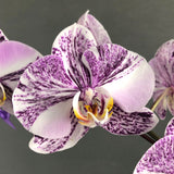 White with Purple Stripe Phalaenopsis Orchids - Orchids - Luxe Florist - - Eat Cake Today - Birthday Cake Delivery - KL/PJ/Malaysia