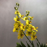Yellow Dendrobium Orchid - Orchids - Luxe Florist - - Eat Cake Today - Birthday Cake Delivery - KL/PJ/Malaysia
