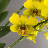 Yellow Dendrobium Orchid - Orchids - Luxe Florist - - Eat Cake Today - Birthday Cake Delivery - KL/PJ/Malaysia