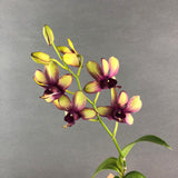 Yellow Maroon Bicolor Dendrobium Orchids - Orchids - Luxe Florist - - Eat Cake Today - Birthday Cake Delivery - KL/PJ/Malaysia