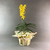 Yellow Mokara Orchids - Orchids - Luxe Florist - - Eat Cake Today - Birthday Cake Delivery - KL/PJ/Malaysia
