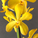 Yellow Mokara Orchids - Orchids - Luxe Florist - - Eat Cake Today - Birthday Cake Delivery - KL/PJ/Malaysia