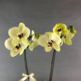 Yellow Phalaenopsis Orchids - Orchids - Luxe Florist - - Eat Cake Today - Birthday Cake Delivery - KL/PJ/Malaysia