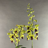 Yellow with Maroon Lip Dendrobium Orchids - Orchids - Luxe Florist - - Eat Cake Today - Birthday Cake Delivery - KL/PJ/Malaysia