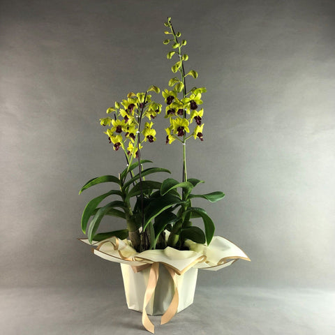 Yellow with Maroon Lip Dendrobium Orchids - Orchids - Luxe Florist - - Eat Cake Today - Birthday Cake Delivery - KL/PJ/Malaysia
